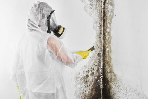 Best Mold removal after water damage  in New Cordell, OK