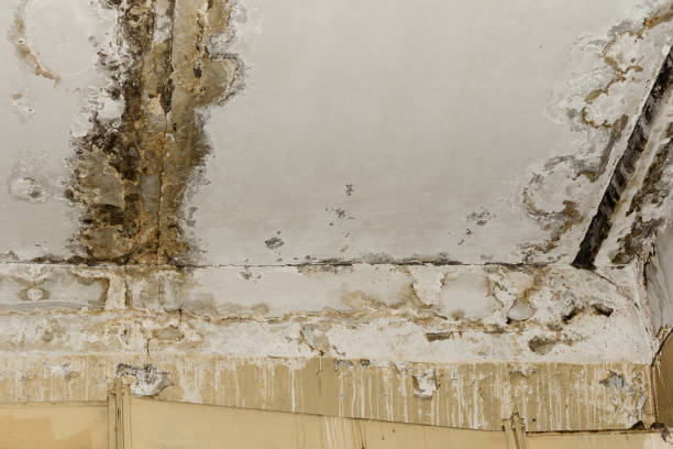 Best Ceiling water damage repair  in New Cordell, OK